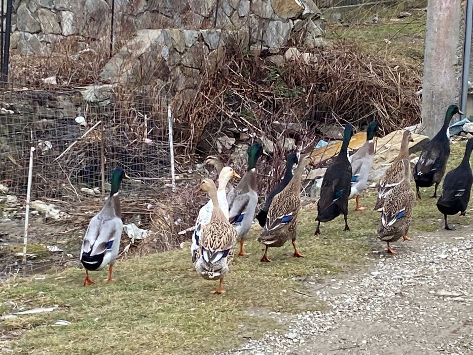 Rațe alergatoare Indiene