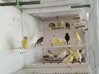 Canari de cantec timbrado