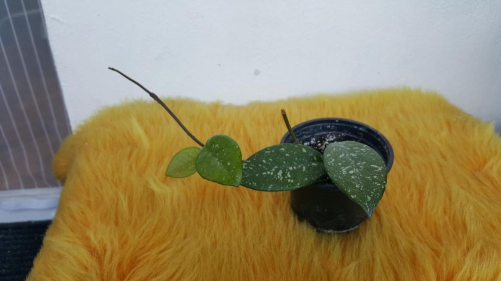 Хоя (восъче, восъчно цвете) - Hoya carnosa