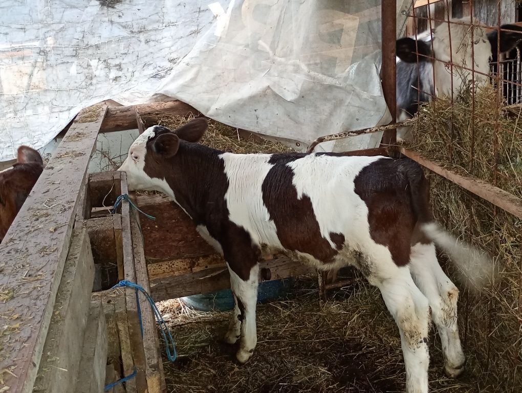 Vând vaca și vitei