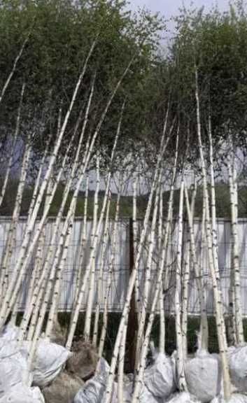 Palmier Trachycarpus & Măslin Secular • Plante Exotice