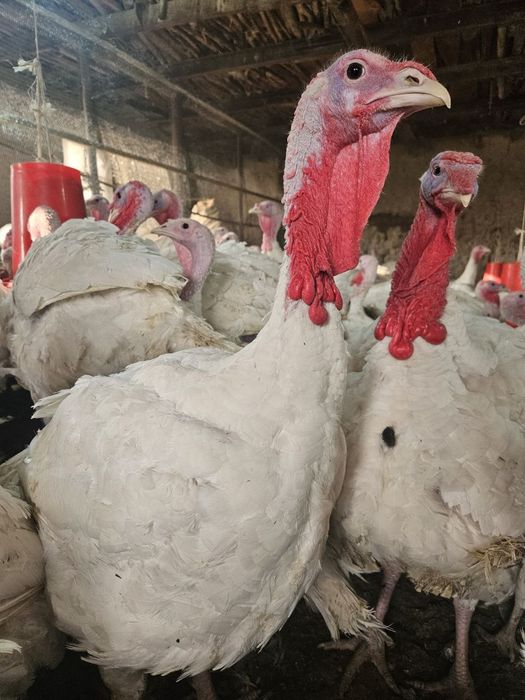 G'ulg'uli sotiladi kilosi 65000 ming sumdan sotiladi