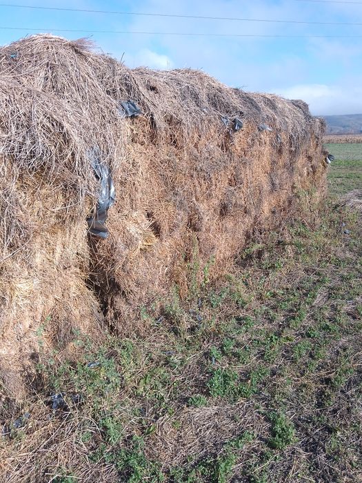 Baloți lucernă preț bun