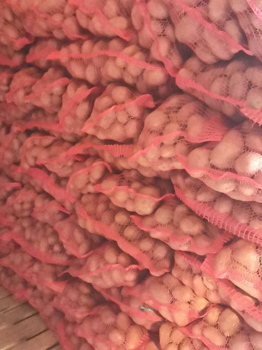 Cartofi roși consum la sac de 10 kg