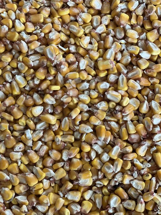 Porumb, malai, cereale. Calitatea 1