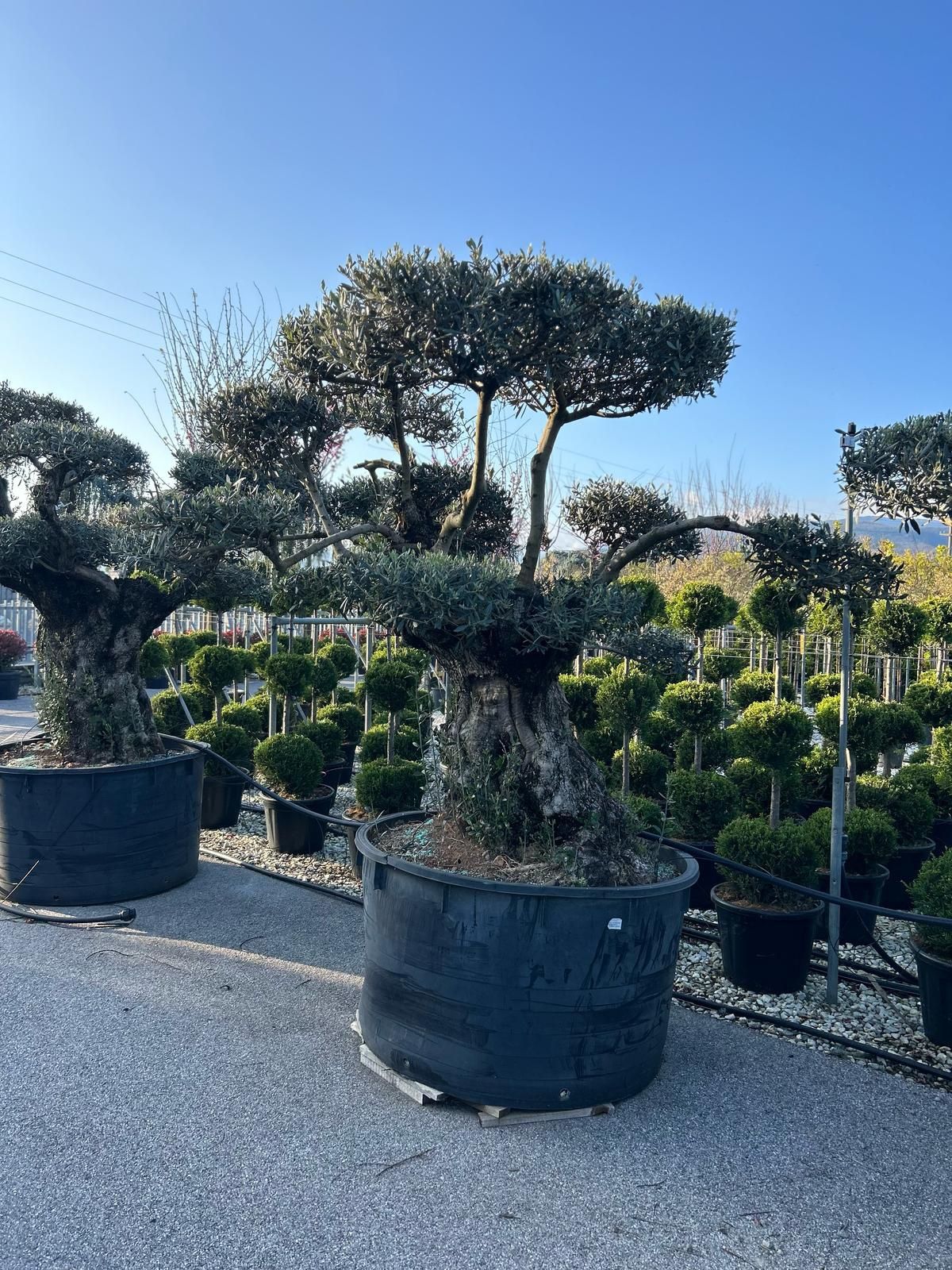 Măslini bonsai diferite marimi
