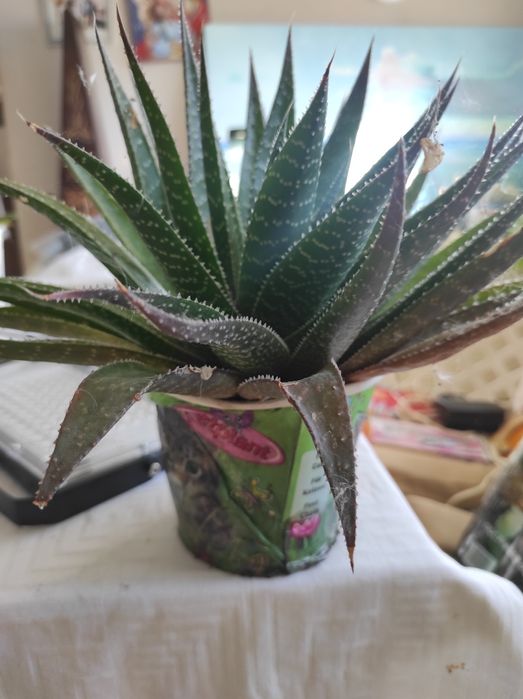 Цветя. Алое,саби,индрише и манго. Драконова бегон деия.