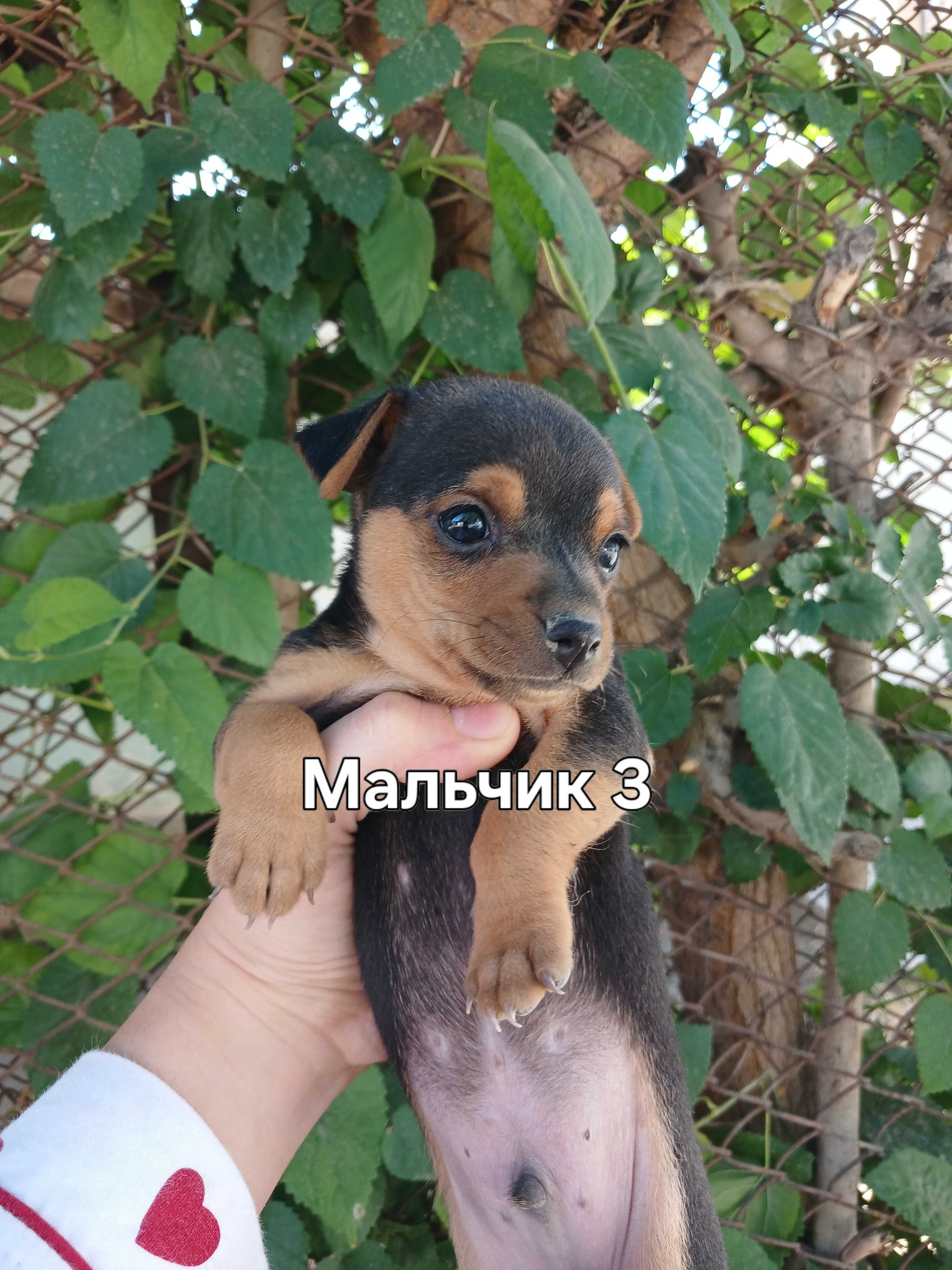 Продаю Щенков породы: Цвергпинчер