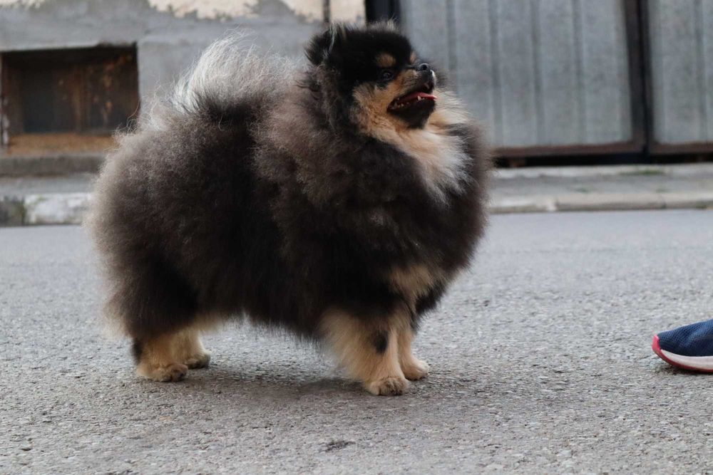 Страхотно момиченце померан с родословие FCI