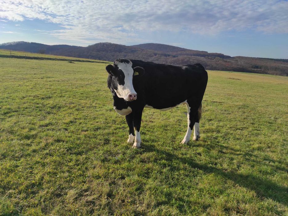 Vând 2 vaci cu lapte și 2 juninci gestante, înscrise în COP