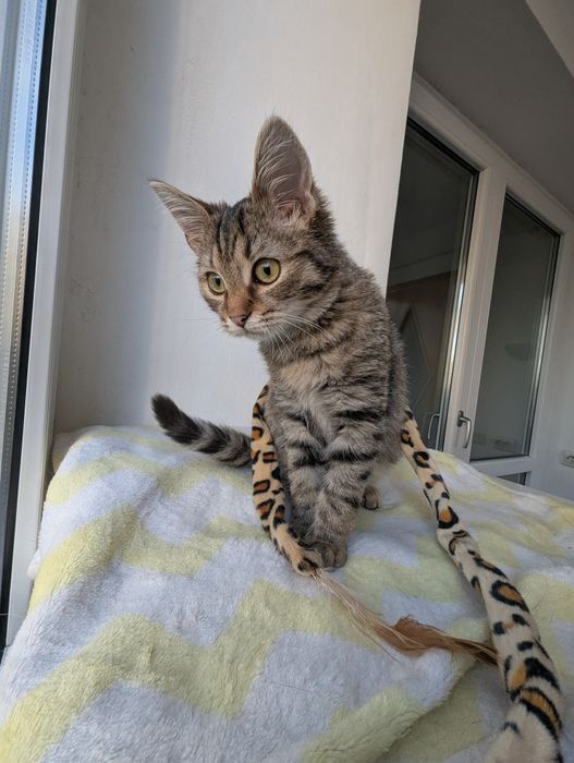 Adopție Pui Pisică (4-5 luni) Brașov, Gratuit