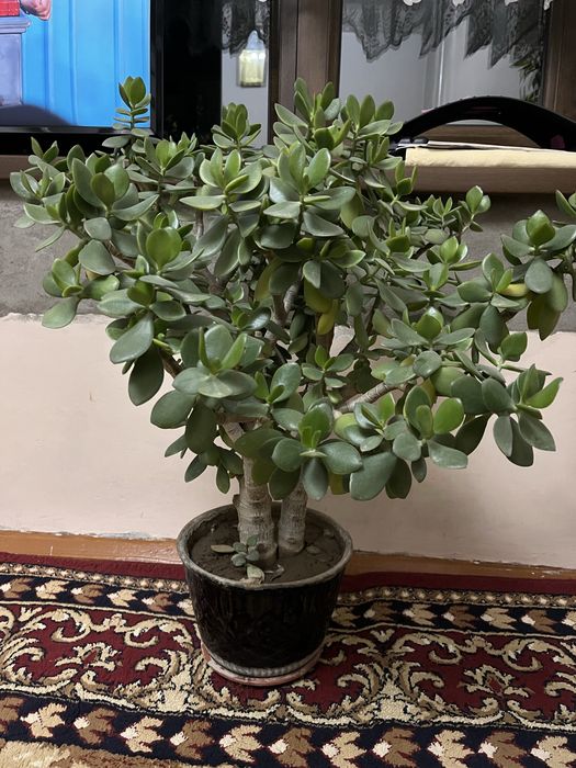 денежное дерево