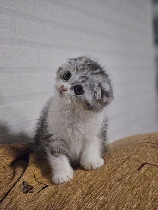 Scottish fold marmor
