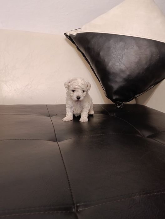 3 fetite bichon frise
