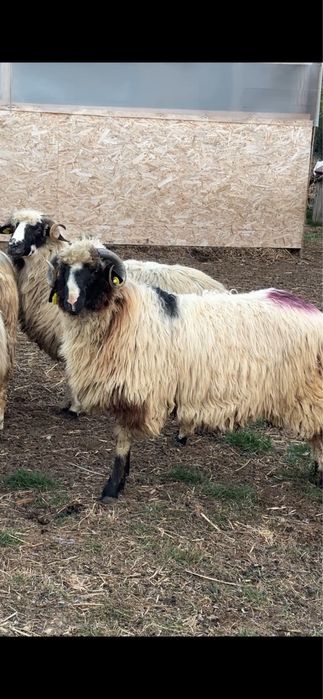 Berbecut de anul acests   breaz de Hateg