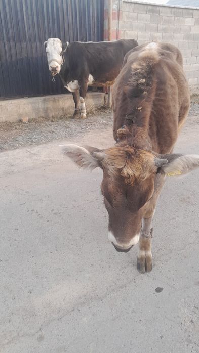 Продам корову с теленком