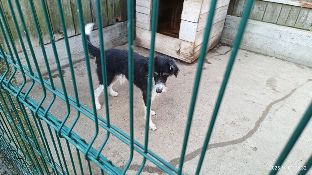 Cățel spre adopție