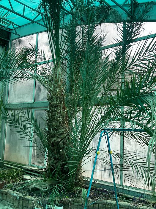 Живые Пальмы в Ташкенте