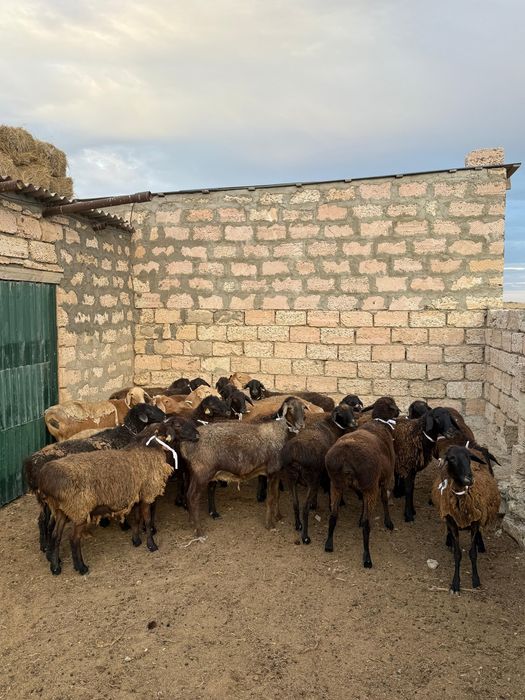 Қой ешкілер сатылады