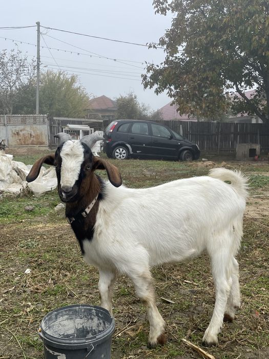 Țap de 7 luni vand sau schimb cu capra