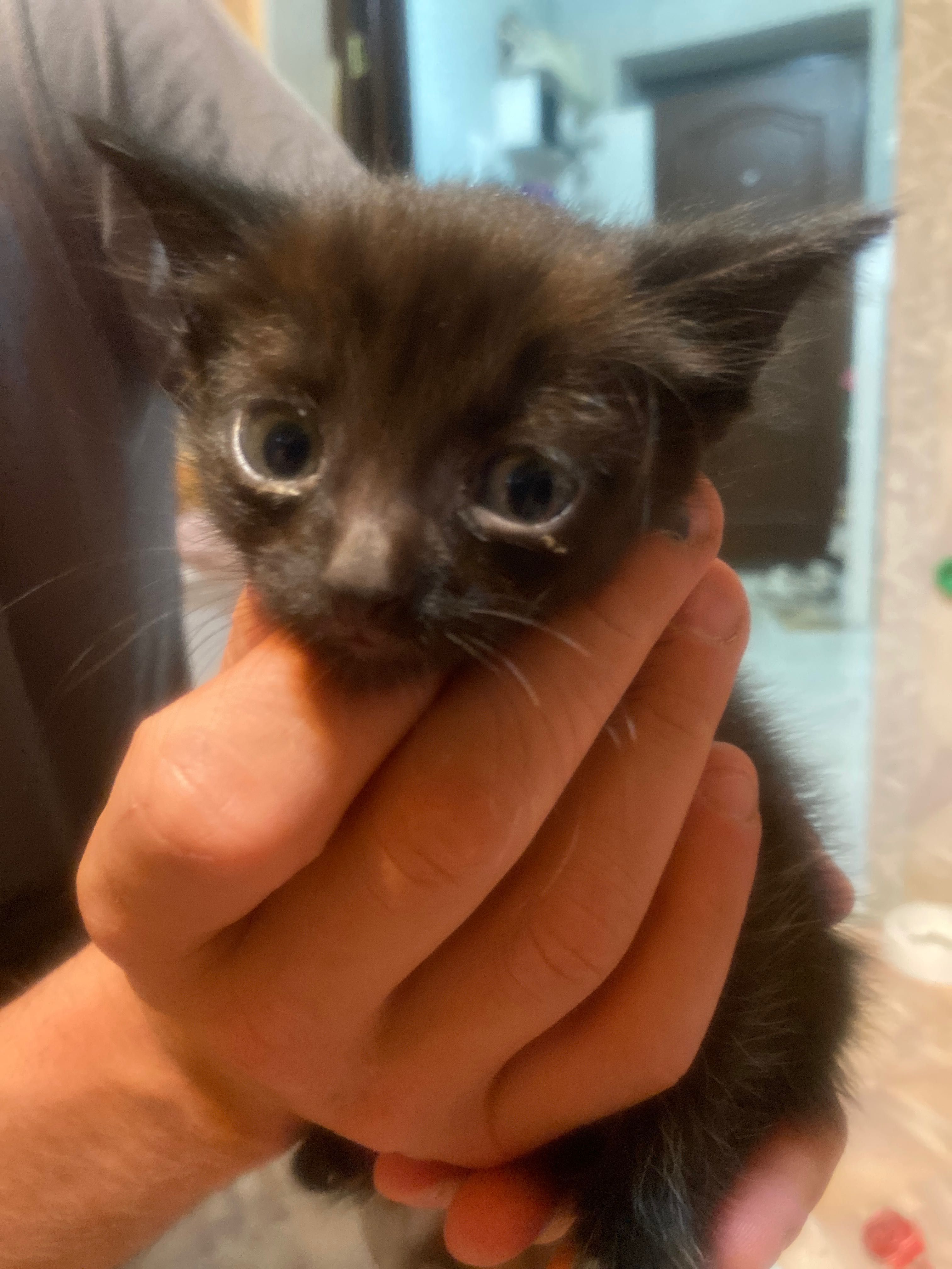 Маленький котенок ищет любящих хозяев