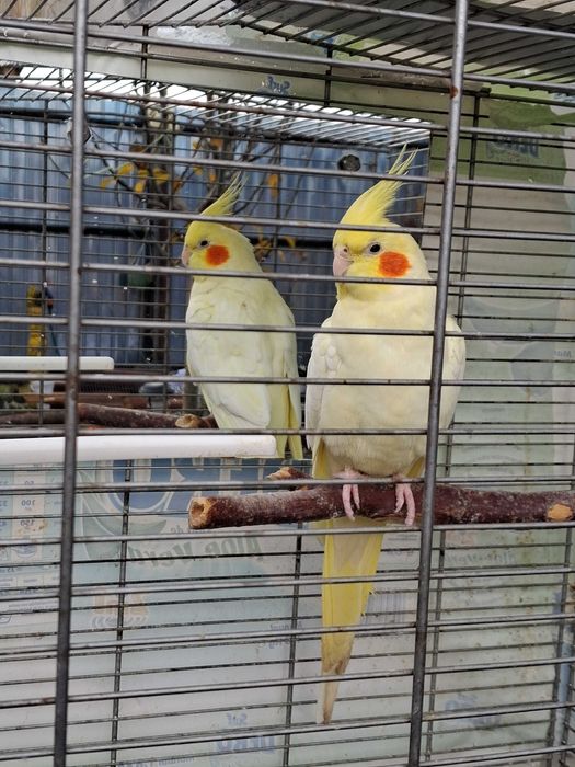 Vând nimfă mascul in vârstă de 2 ani!!!