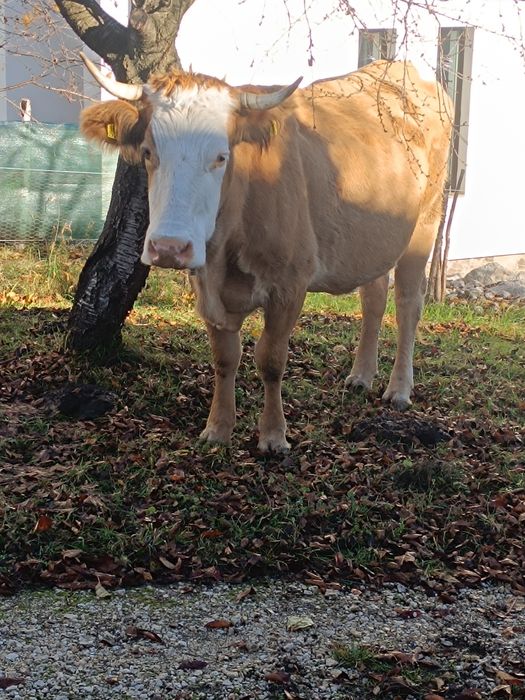 Vaca de 6 ani gestanta in 7 luni