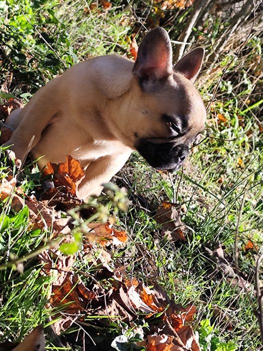 Френски болдог-Момче