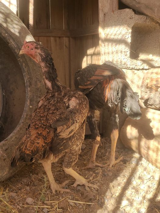 Тулячка шолпан дакан сатылады