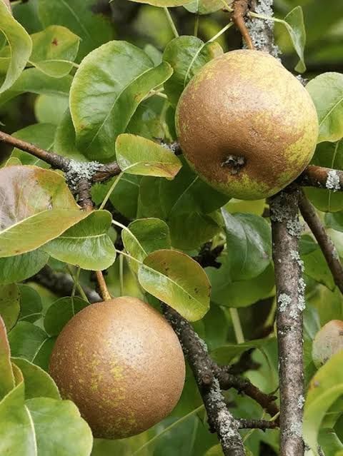 Pomi Fructiferi Clasici