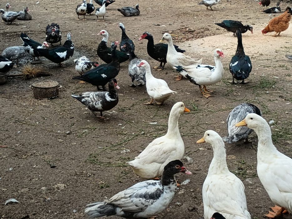 Vând rate mute tinere,  mai multe culori