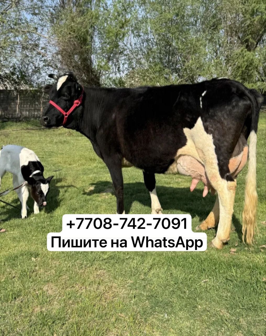 Продам корову дойную молочную kk