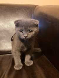 Scottish fold pui