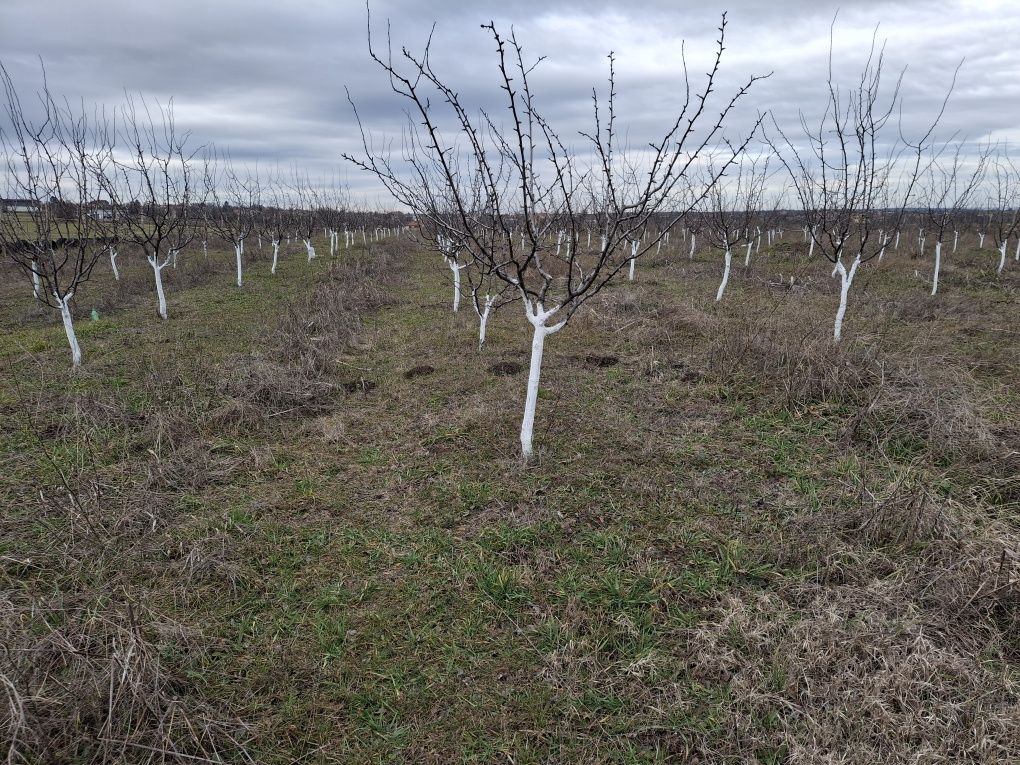 Продавам овошна градина 6 декара