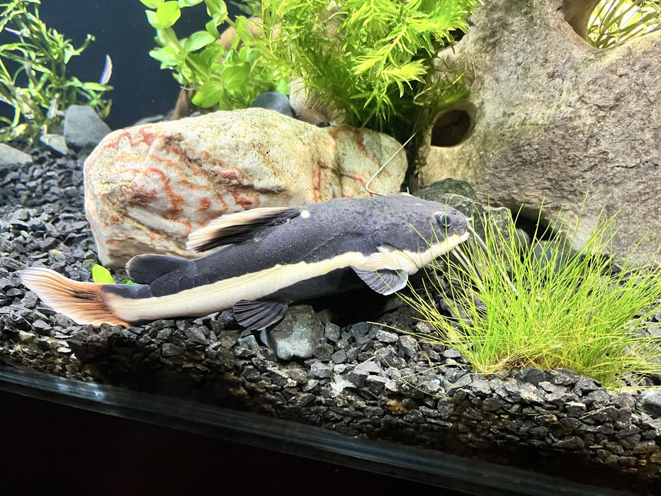 Червеноопашат сом 25+см