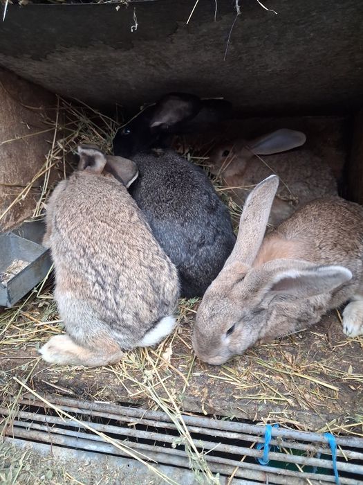 Iepuri tineri urias german 3-4 kg