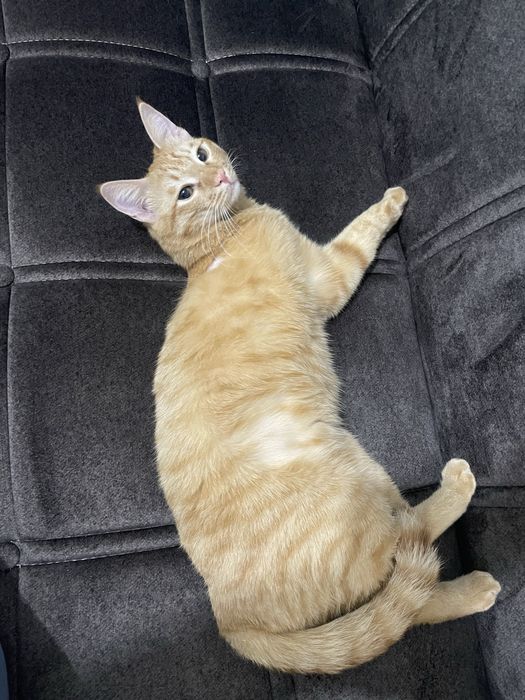 Ищу любящую семью для особенного рыжего котика — Апельсина