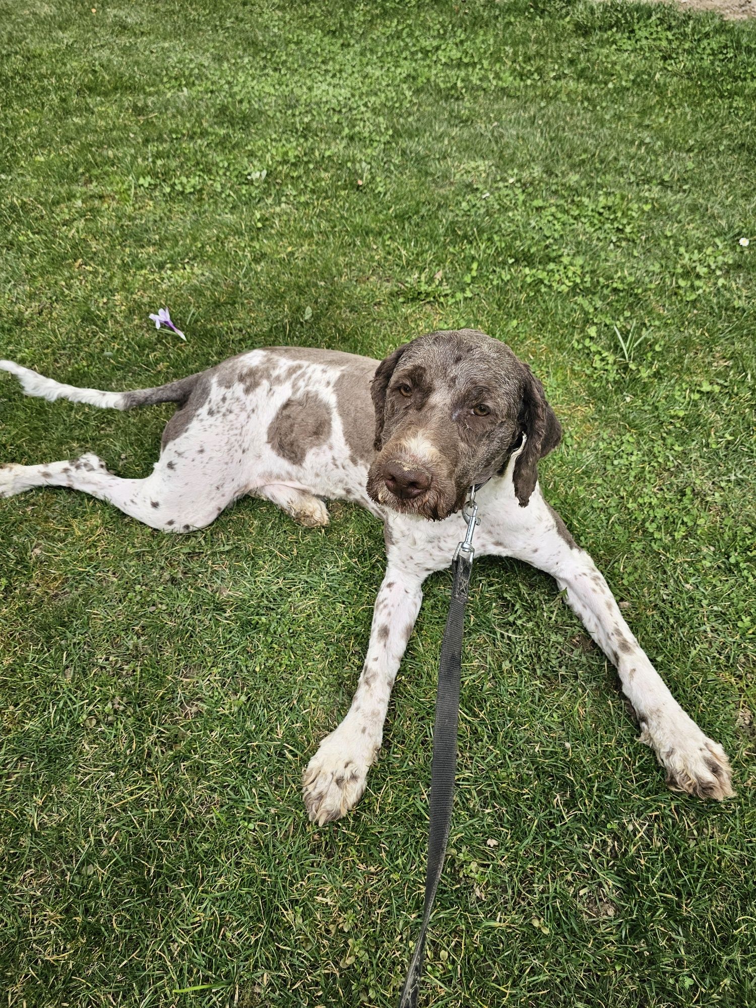 Vand câine Lagotto romagnolo pentru trufe
