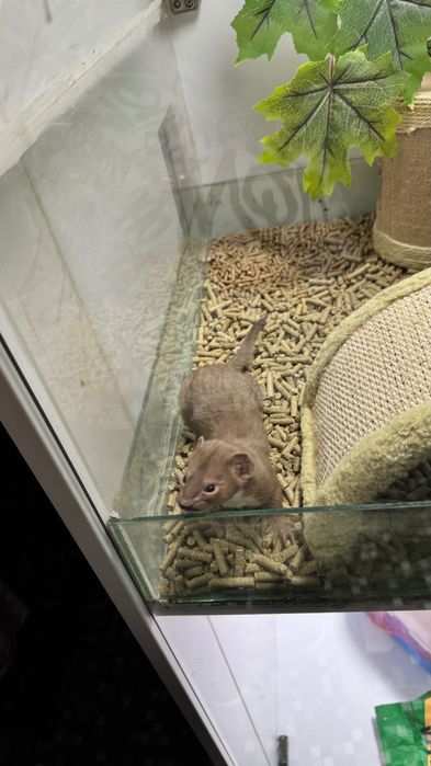 Продается ласка мальчик 9 месяцев