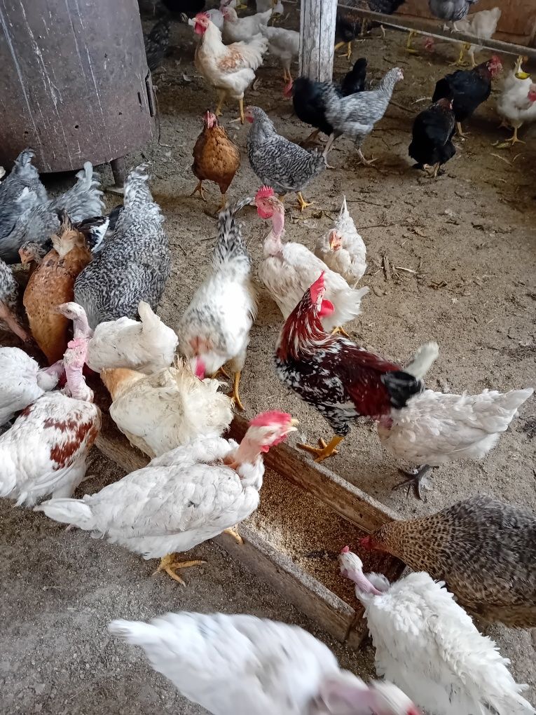 Vînd incubator și  eclozor profesional