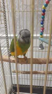 Продам сенегальского попугая