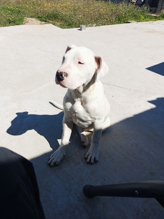 Dog argentinian femelă