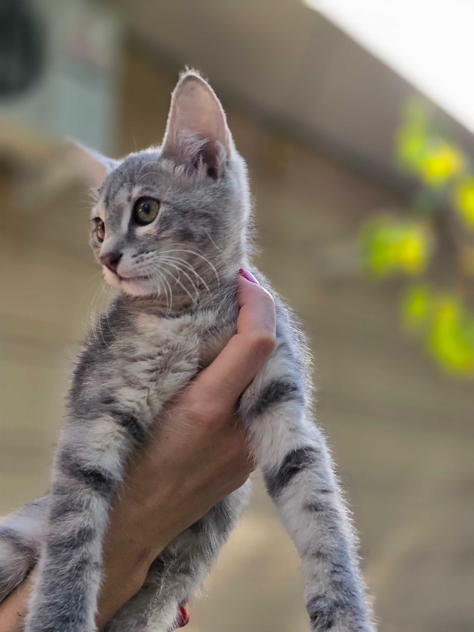 Котёнок, девочка, 3 месяца