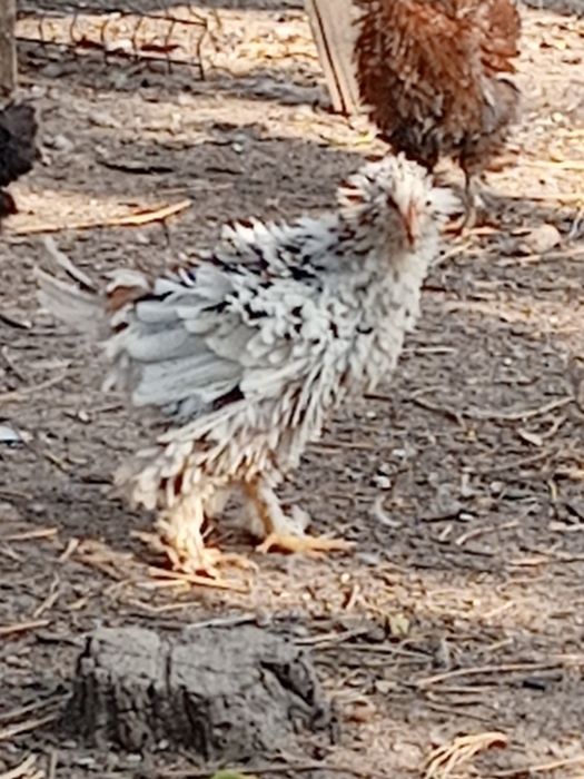 Cocoși 50 lei bucata