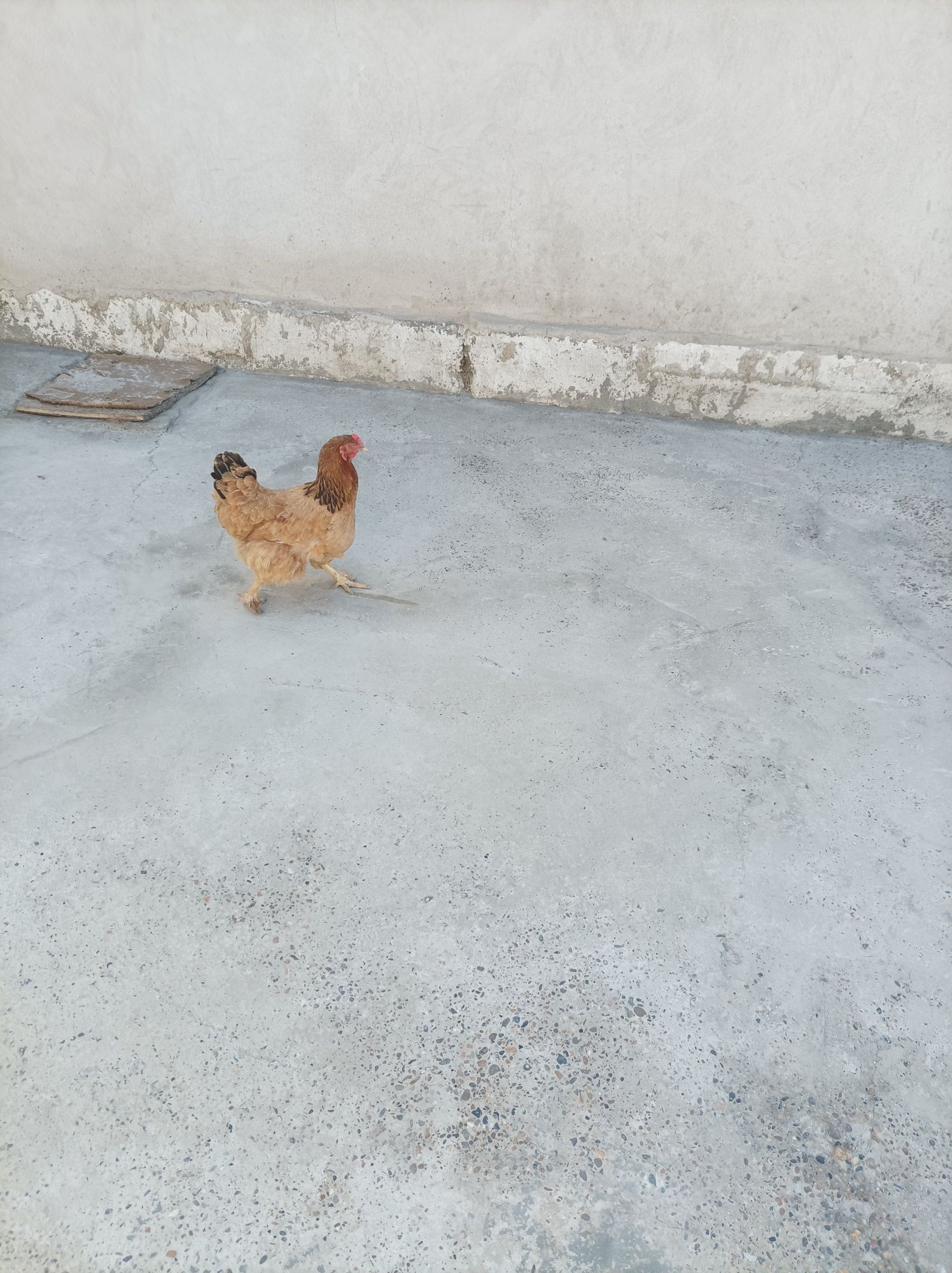 Xo'roz tovuqlar sotiladi xammasi bir biridan chiroyli