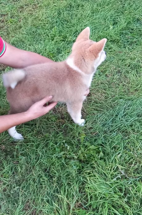 Catelusa akita inu japonez schimb