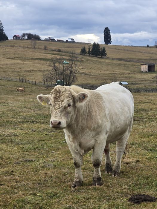 Vând / schimb taur Charolaise AUTORIZAT