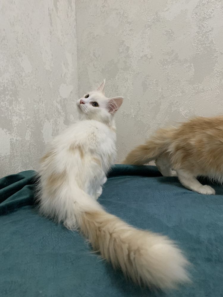 Котята мейнкун с родословными