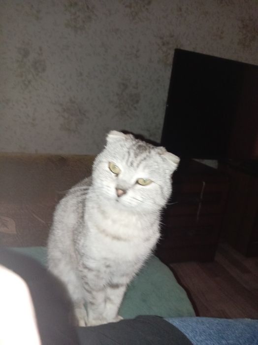 Продам кота  веслоухий