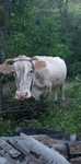 Animale domestice